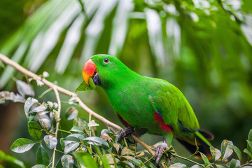 Naklejka premium Green eclectus parrot sitting on branch