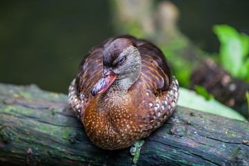 Amazing whistling duck