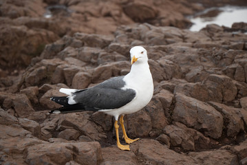 A bird looking on the camera on the top of hill named as gull.