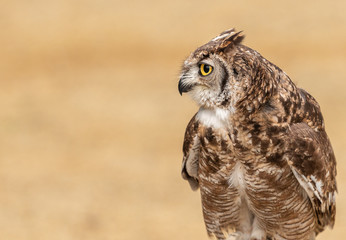 little owl portrait