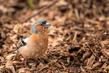 chaffinch bird
