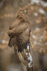 Common buzzard, buteo buteo, in winter