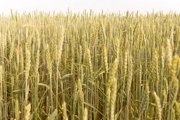 pole pszenicy © Magdalena