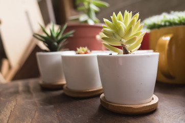 green cactus pot