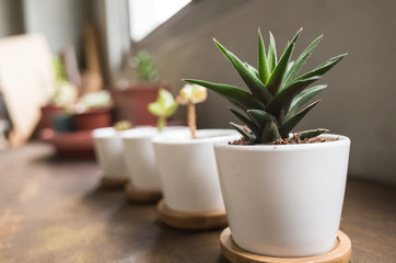 Obraz premium green cactus pot