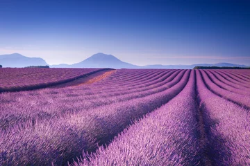 Poster Im Rahmen Lavendelfelder in der Provence, Frankreich © Pixelshop