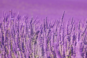 Fototapeta premium Lawenda w Prowansji we Francji