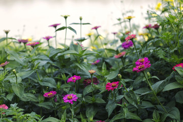 Pink tone of flower field. Sweet background.