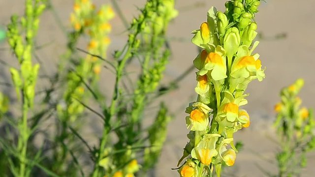 Linaria, toadflax, flower