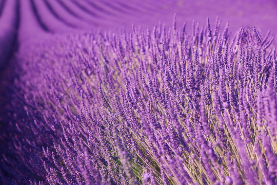 Fototapeta Lavanda in Provenza, Francia