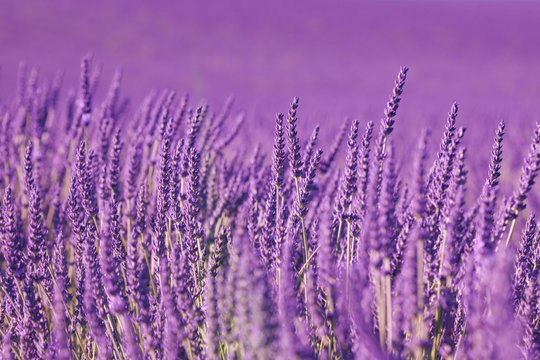 Fototapeta Lavanda in Provenza, Francia