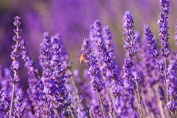 Impollinazione delle api, miele di lavanda, Provenza, Francia