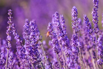 Foto auf Acrylglas Impollinazione delle api, miele di lavanda, Provenza, Francia © Pixelshop