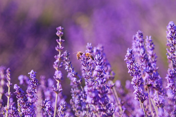 Obraz premium Zapylanie pszczół, miód lawendowy, Prowansja, Francja