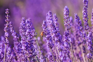 Deurstickers Bijenbestuiving, lavendelhoning, Provence, Frankrijk © Pixelshop