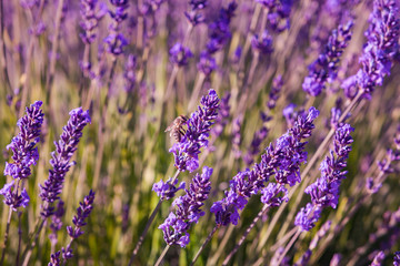 Impollinazione delle api, miele di lavanda, Provenza, Francia