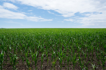 Fototapeta na wymiar Field green with growing corn on a background of blue sky with clouds. Agriculture.Ukraine 