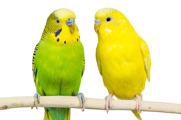 wavy parrots sit together on a white background Isolated