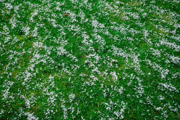 grass under the snow