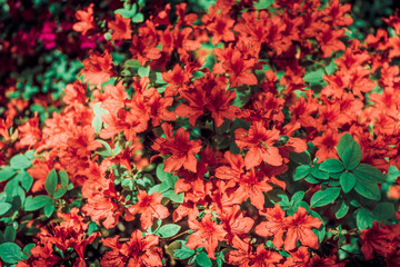 Red azalea bush in the garden