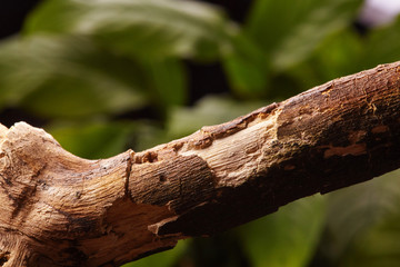 Background with branch aainst tropical greenery. Tropic vibes.Copy space