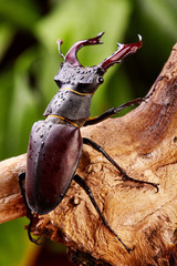 Stag beetle witj water drops creeping on the wooden branch .Closeup. beetles background