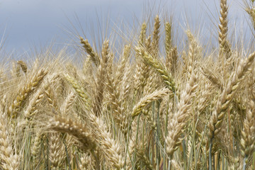 Field of ripening grain, barley, rye or wheat in the summer against the cloudy sky. Agriculture.Ukraine