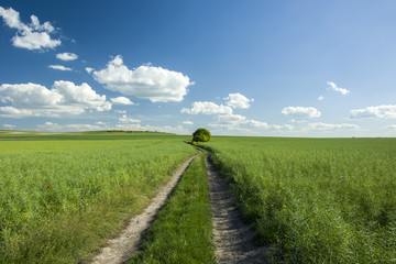Fototapeta na wymiar Green fields and long road