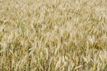 Field of ripening grain, barley, rye or wheat in the summer. Agriculture.Ukraine