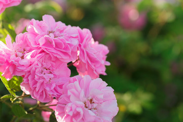 pink rose bush closeup on field background