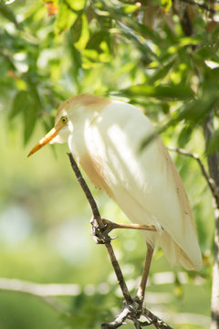 Perched Cattle Egret
