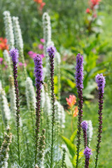 Flower Liatris spicata in the garden