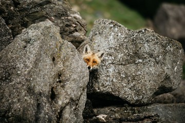 Innocent red fox hiding behind the rocks in the mountains.