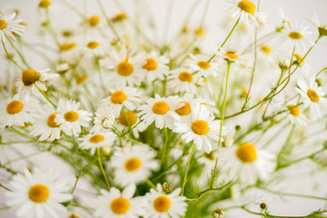 
Bouquet of field chamomiles in a vase
