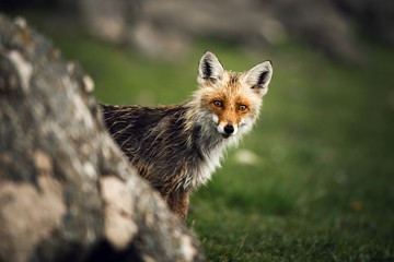 Red fox portrait in a rainy days in the mountains