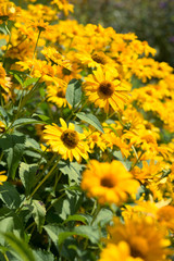 Flowers yellow Heliopsis 
