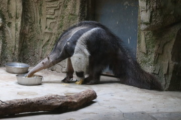 Close up Ant-Eater