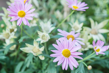 Closeup purple flower in the garden textured background
