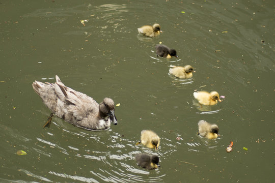 Mother and Ducklings