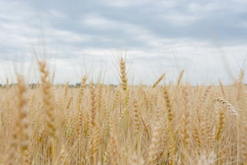Field of ripening grain, barley, rye or wheat in the summer against the cloudy sky. Agriculture.Ukraine