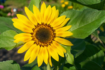 Sonnenblume in Nahaufnahme	