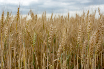 Field of ripening grain, barley, rye or wheat in the summer against the cloudy sky. Agriculture.Ukraine