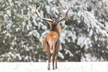 Fototapeta premium Winter wildlife landscape. Noble deer Cervus Elaphus. Back of deer in winter forest. Deer with large horns with snow