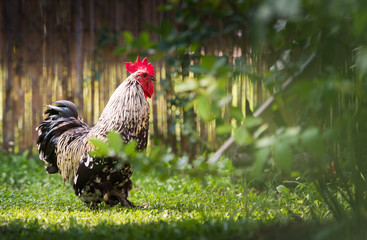 Beautiful rooster in the garden © Dusan Kostic