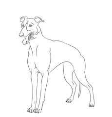 dog stands, lines, vector