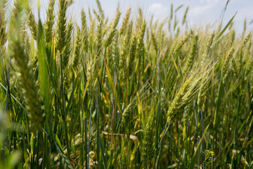Field of ripening grain, barley, rye or wheat in the summer against the cloudy sky. Agriculture.Ukraine