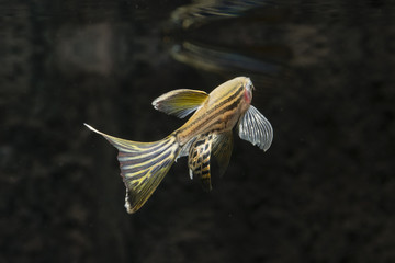 Danio striped in an aquarium.