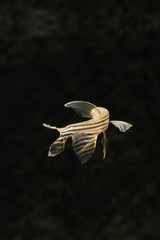 Danio striped in an aquarium.