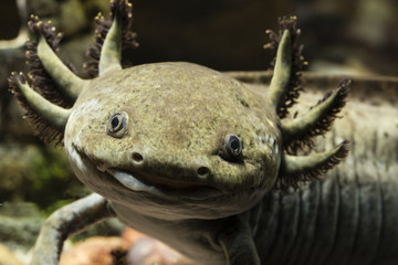 Fototapeta premium Looking and smiling axolotl.