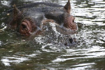 Hippopotame immergé 2